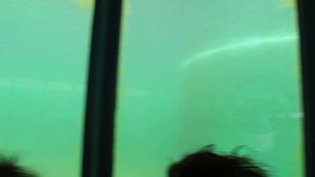 Зоопарк Будапешта смотреть онлайн