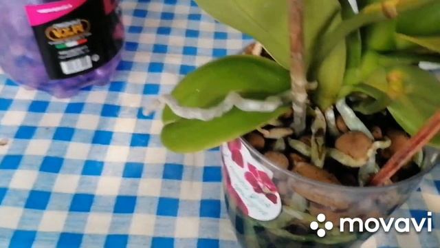 Обработка орхидей и др. комнатных растении от вредителей.