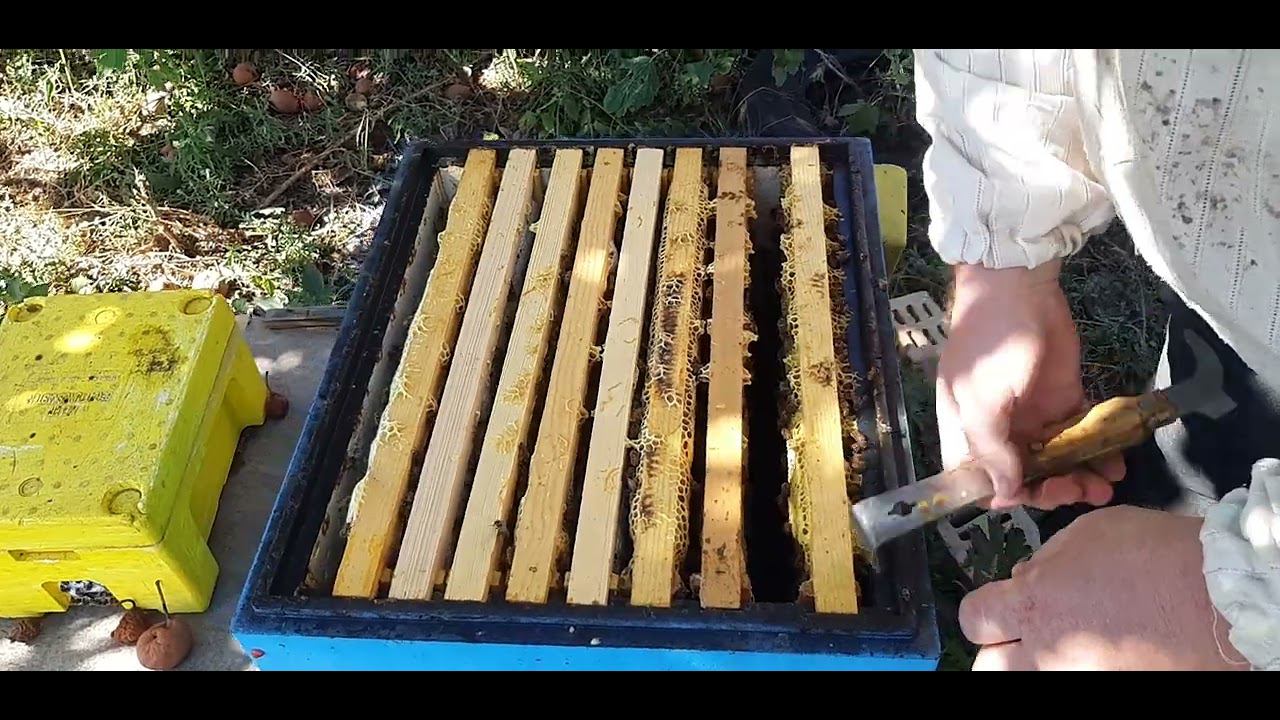 новый матерьял бакфаста В55AVM