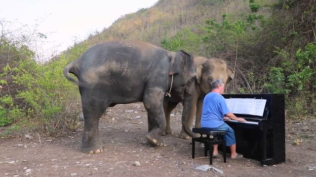 Elephants Namwan and Spy - 4 Separate Reactions to Piano During 1 Year смотреть онлайн