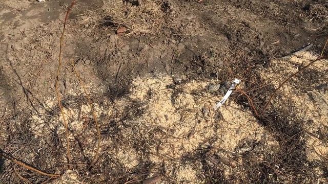 #голубика/ Ошибки выращивания/ Подсыпка просевшего грунта /Вересковые весной смотреть онлайн