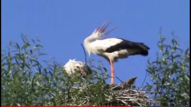СЫНУ смотреть онлайн