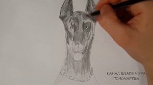 Как нарисовать собаку Добермана/ Draw Dog Doberman