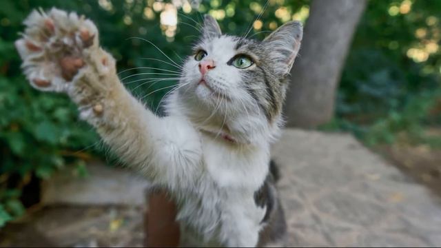 Справжній герой. Курячий бульйон для душі: історії для дітей. Переклад: Анна Цуркан смотреть онлайн