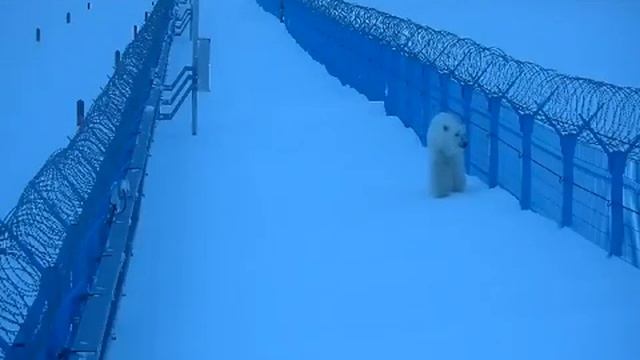 Сабетта белый медведь