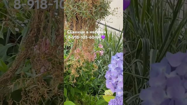 Гортензия Эндлесс Саммер 300₽-саженцы💜8-918-105-60-69 #гортензии #гортензия #сад смотреть онлайн