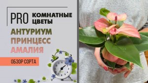 Антуриум Принцесс Амалия. Обзор сорта растения. Обаятельный представитель «мужского счастья».