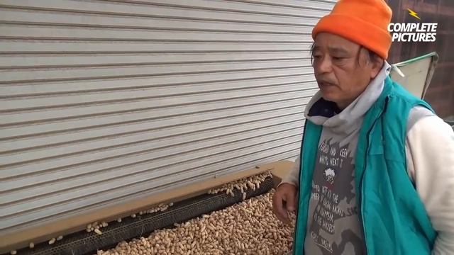 Peanut Agriculture Process, Peanut Harvesting, peanut cultivation processing, How to farming peanu смотреть онлайн