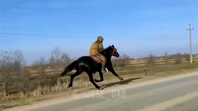 Иноходец ? смотреть онлайн