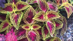 КАК СОХРАНИТЬ КОЛЕУС зимой, содержание, колеусы в квартире. Советы и коллекция Натали