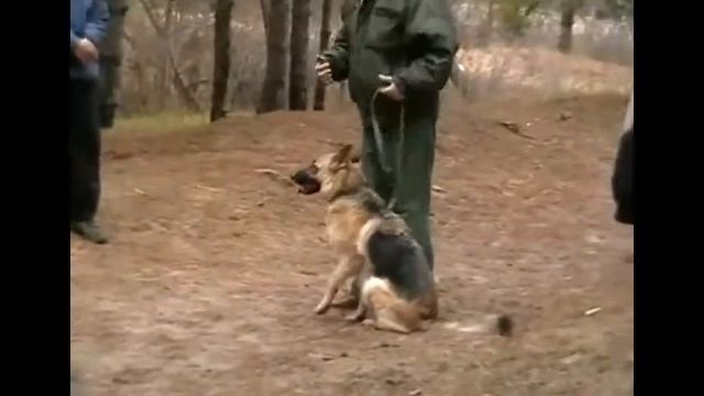 Дрессировка собак. смотреть онлайн