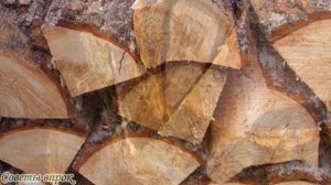 ➤ Какие дрова выгоднее закупать на зиму ➤ Колотые или поленья!  ➤ Какие дрова лучше