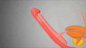 Вакуумная помпа BATHMATE HERCULES