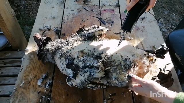 Новые щипцы для ощипа. Как ощипать черного селезня. За что не любят изумрудов? смотреть онлайн