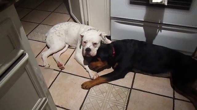 Olde english bulldog and Rottie puppy Carlin and Sky смотреть онлайн