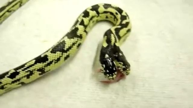 Змея с двумя головами смотреть онлайн