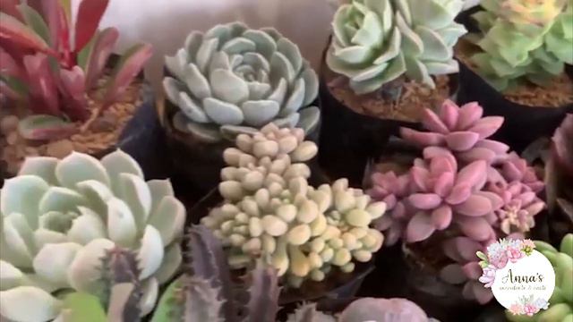 Looking for cheap succulents? смотреть онлайн