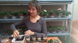 Вермикулит. 100% успеха в укоренении черенков фиалок