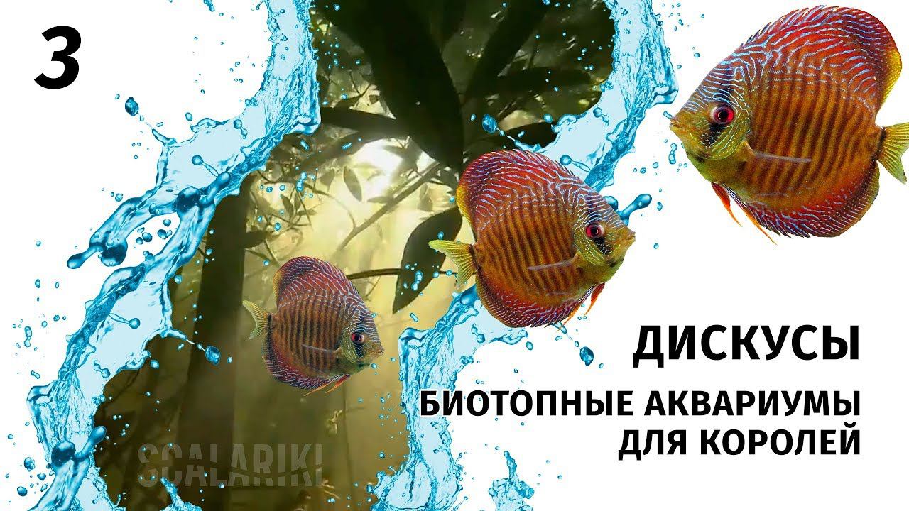 Дискусы. Часть 3. Идеальные условия для содержания дискусов в аквариуме смотреть онлайн