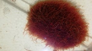 Живой корм для аквариумных рыб Артемия Live food for aquarium fish