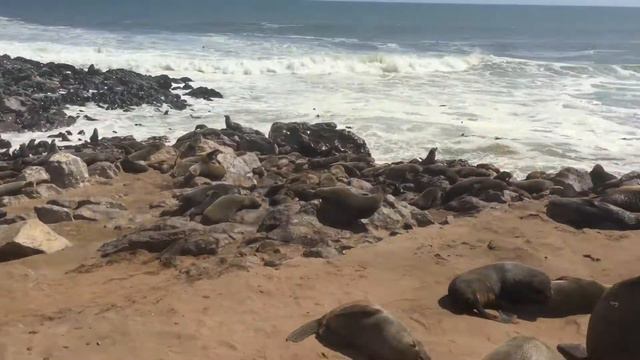 Cape Cross Namibia 2018 смотреть онлайн