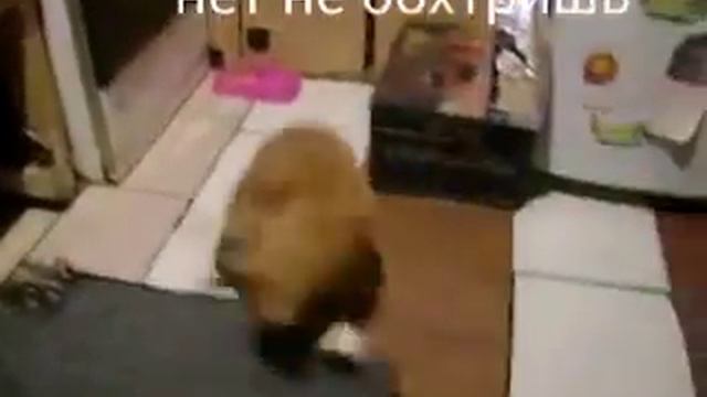 Как кошки ловят мышек:) смотреть онлайн