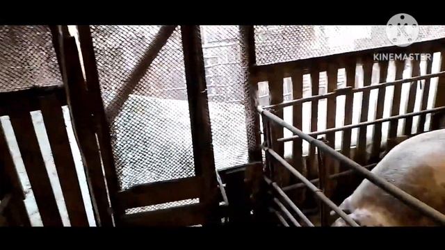Накрыл пол курятника. Развозим поросят заказчикам, занимаемся теплицей. Идут дожди. смотреть онлайн