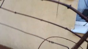 . Обрезка винограда " Изабелла."