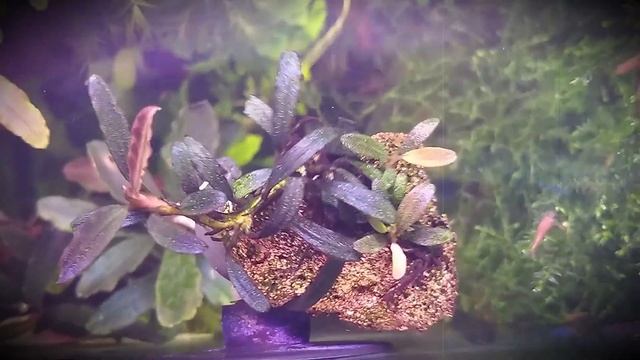 Bucephalandra Mini sp."Black Phantom Super Mini" Буцефаландры в аквариуме "Черный Фантом Супер Мини смотреть онлайн