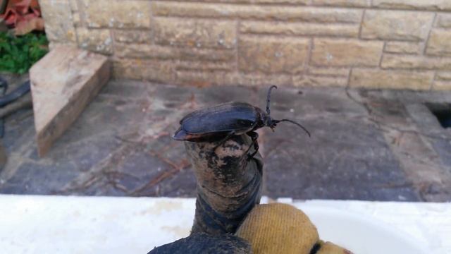 Большой летающий жук смотреть онлайн