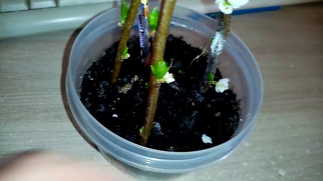 Как Приживаются Черенки АЛЫЧИ в доме.👍 Корней еще не Видно!!!🙂. 2 марта 2023г.💖 смотреть онлайн