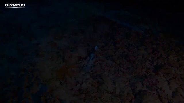 OLYMPUS TOUGH TG-Tracker - Underwater Adventures in Egypt смотреть онлайн