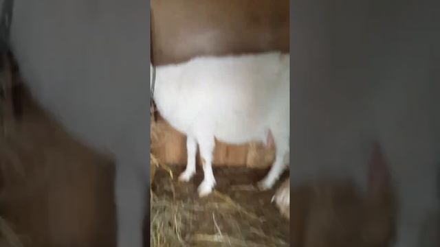 Как доить козу ЧАСТЬ 1 смотреть онлайн