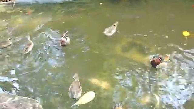 Парк дикой природы на Лангкави. Утки. смотреть онлайн