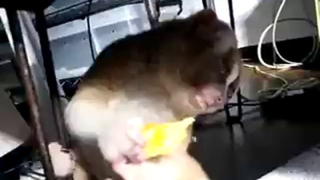 Лемур ест апельсин смотреть онлайн