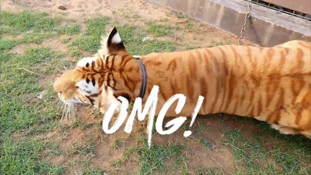 HORROR VLOG IN THE ZOO رعب حقيقي смотреть онлайн