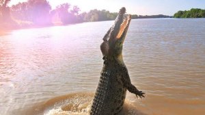 Звук крокодила, какой звук издают крокодилы, звук крокодила слушать