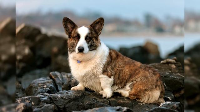Вельш корги кардиган. Плюсы и минусы, Цена, Как выбрать, Факты, Уход, История смотреть онлайн