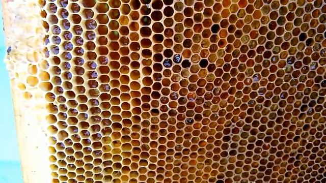 .Отбор перги. смотреть онлайн