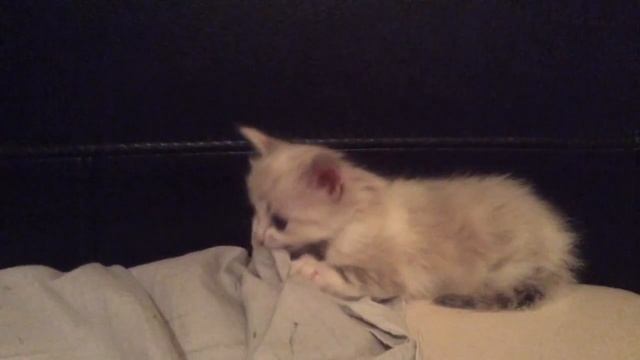 моя кошка первый раз дома смотреть онлайн