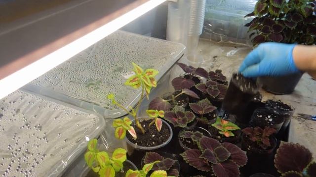 Колеус вегетативный. смотреть онлайн