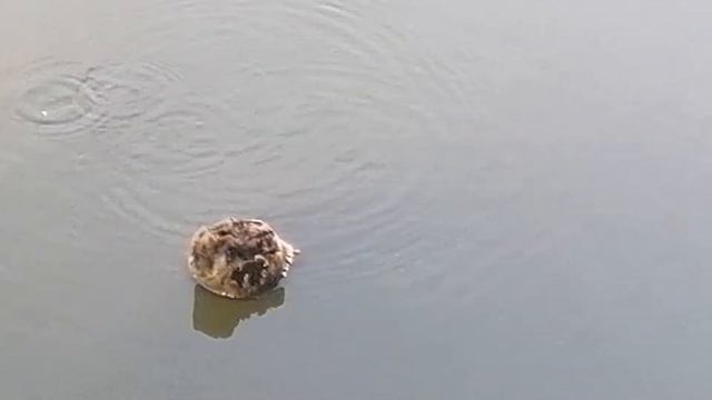 маленькие рыбки в озере смотреть онлайн
