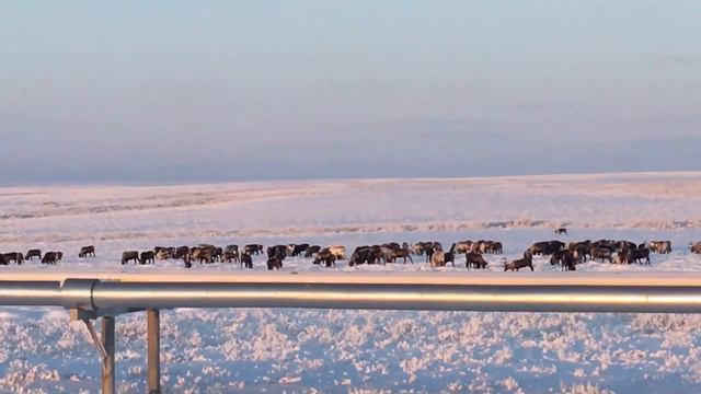 Где живут олени. смотреть онлайн