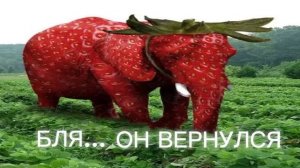 клубничный слон