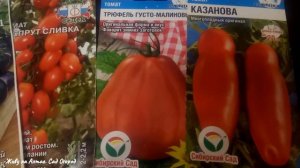 СОРТА ТОМАТОВ ДЛЯ ДЛИТЕЛЬНОГО ХРАНЕНИЯ