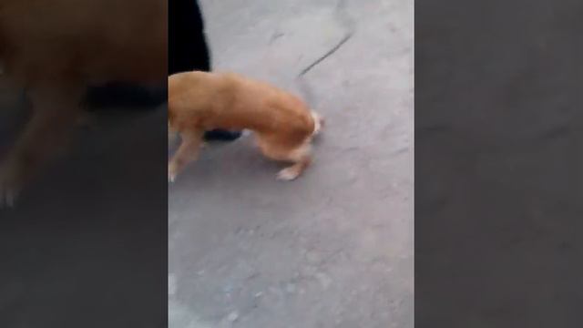 Джена играет в футбол смотреть онлайн