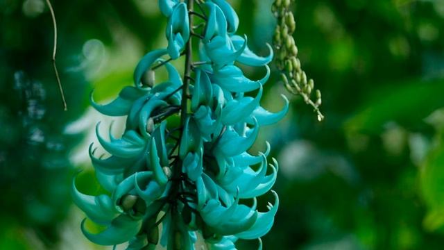 Экзотическая лиана стронгилодон смотреть онлайн