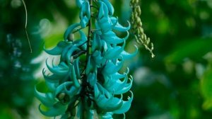 Экзотическая лиана стронгилодон