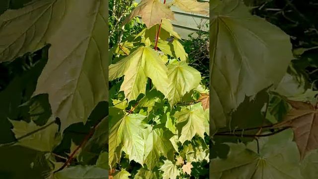 Clematis blanco en floracion🤩 смотреть онлайн