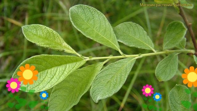 Ива ушастая Бухельберг. Краткий обзор описание характеристик salix aurita Büchelberg